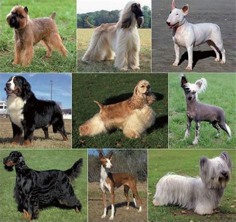 Morphological Variation Among Established Breeds Dog Breeds Show