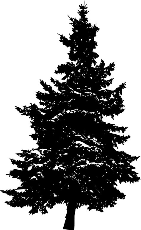 Pine Silhouette Fir Tree Pine Tree Png Download 7351200 Free