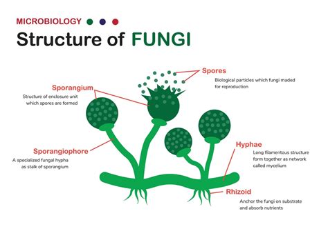 Classification And Structure Of Fungi Fungal Infectio