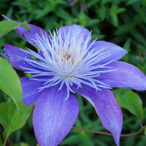 Clematis Crystal Fountain Buy Clematis Perennials Online
