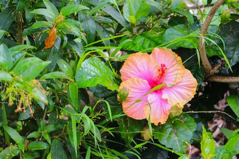 How To Protect Your Hibiscus From Aphids Try These 5 Ace Ways Gardenerdy