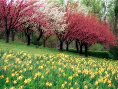 Spring Meadow Wallpapers Wallpaper Cave