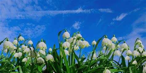 Фото весна подснежник цветок - бесплатные картинки на Fonwall