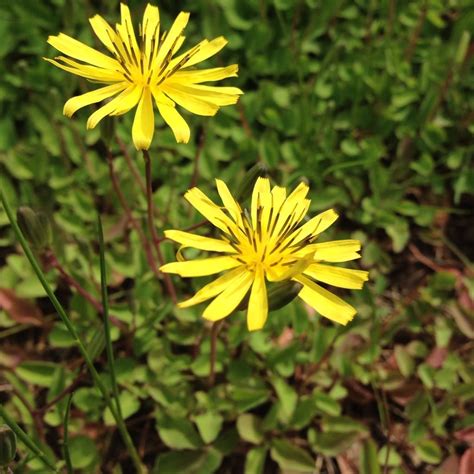 Use our plant identification tool or ask our community in our 'what is my plant?' forum. Mystery Plant Identification - Ecological Landscape Alliance