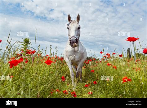Beautiful White Horse In A Field Of Blooming Poppies Stock Photo Alamy
