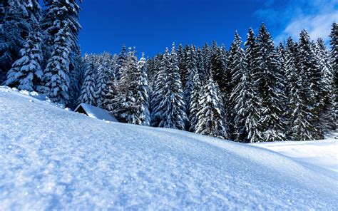 Download Wallpaper Winter Landscape Full Of Snow 1680x1050