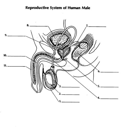 Diagram Of The Male Reproductive System