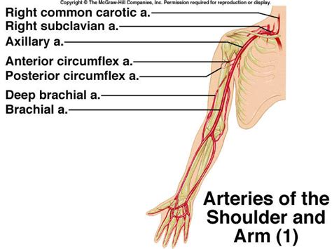Arteries Diagram Arm