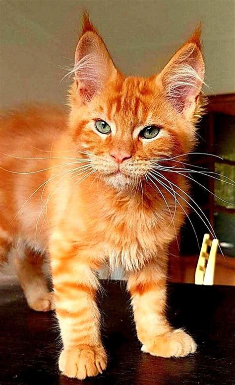 Orange Tabby Cats For Sale