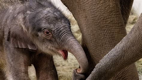 Fort Worth Zoo Welcomes Birth Of Asian Elephant Calf