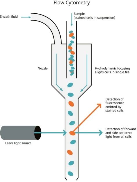 Flow Cytometry Diagram