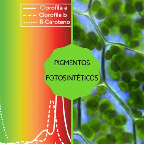 Caracter Sticas De La Clorofila A Y B La Verdad Noticias