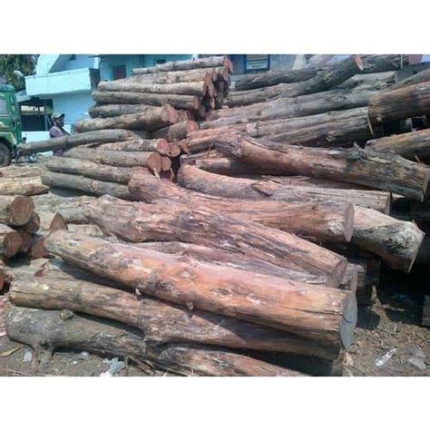 Indian Teak Wood Cp At Rs 1500square Qubic Indian Teak Wood In