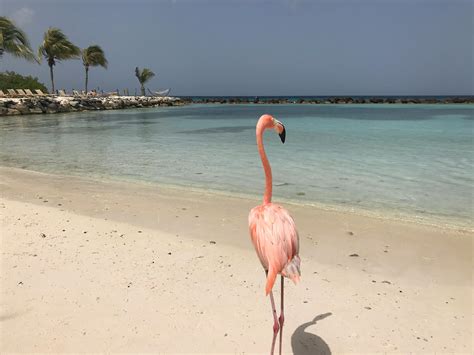 Free Stock Photo Of Beach Flamingo Ocean