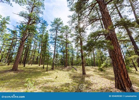 Pine Tree Forest In Grand Canyon Arizona Stock Photo Image Of Park