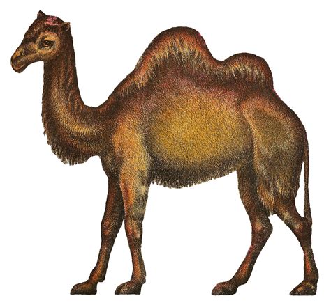 Camel Vector Png Transparent Background Free Download 37112