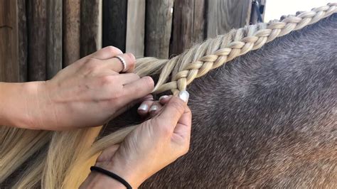 How To Braid Horse Mane Expert Techniques And Styles Horse Care Advisor