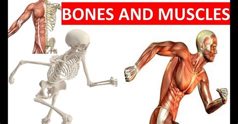 Human Muscles And Bones Human Muscles And Bones Illustration Stock