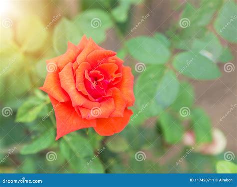Close Up Single Orange Rose In The Garden Stock Image Image Of