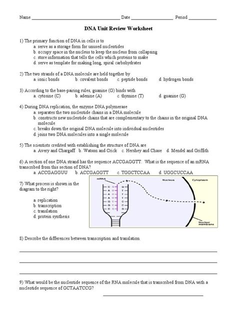 Each of these single strands acts as a template for a new strand of complementary dna. Dna Replication Worksheet Answer Key Dna Unit Review Worksheet Dna in 2020 | Cell membrane ...