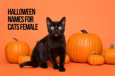 Halloween Names For Cats 66 Top And Best Spooky Ideas Petshoper
