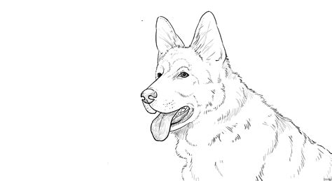 German Shepherd Puppy Drawing At Getdrawings Free Download