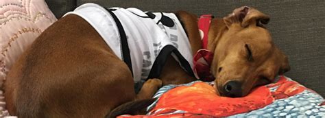 Should you allow pets in your rental property? - Raine & Horne Green