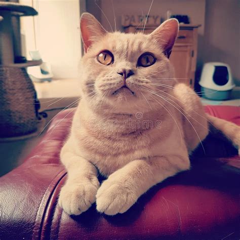 These cats have a wide range of coat colors and patterns, but blue british shorthairs are the most popular. British Cream Shorthair Cat Stock Image - Image of beige ...