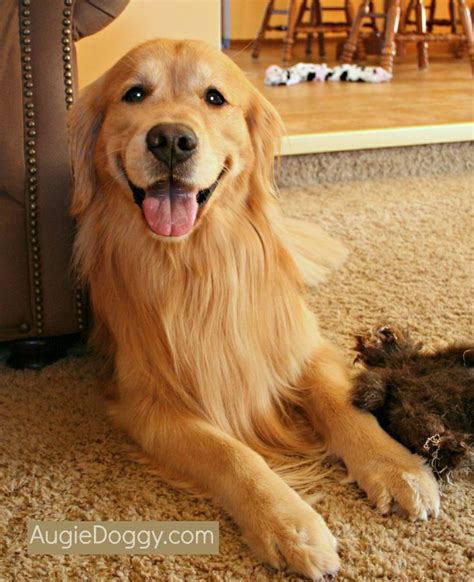 From The Treat Jar Blog Dogs Golden Retriever Golden Retriever
