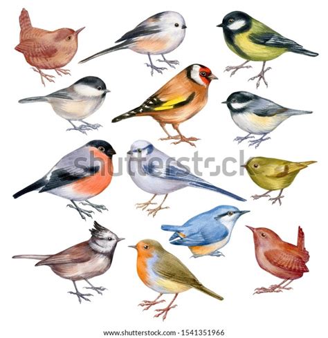 Set Handpaintig Watercolor Forest Birds Isolated のイラスト素材 1541351966