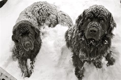 Beautiful Newfies Play In The Snow Animals And Pets Cute Animals Snow
