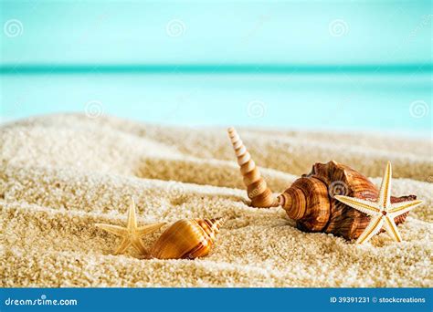 Beautiful Tropical Beach With Seashells Stock Image Image Of Mollusc