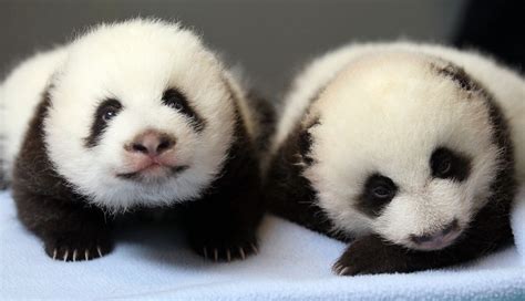 24 Ridiculously Cute Photos Of Baby Pandas That Will