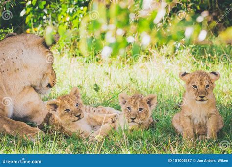Lioness And Three Newborn Cubs Laying In The Grass And Relaxing