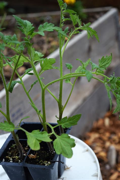 Want Healthy Tomato Plants This Article Gives A List Of Organic