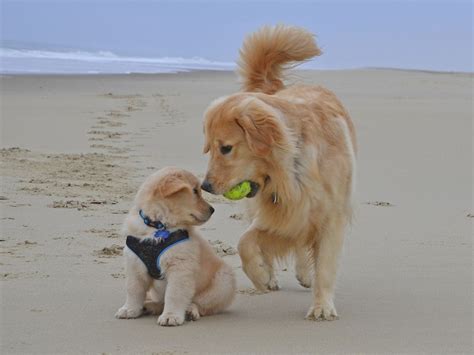 Golden retrievers are among america's most popular breeds. Golden Retrievers enjoying a beach day | Animal Love ...