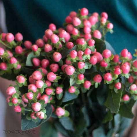 Pink Hypericum Berries Shop Our Flowers By The Bunch Or Our Wedding
