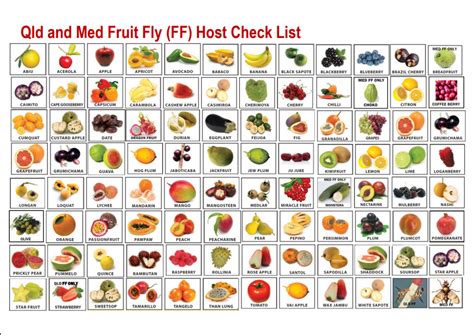 Fruit Fly Outbreak South Australia Who It Is Effecting And What You