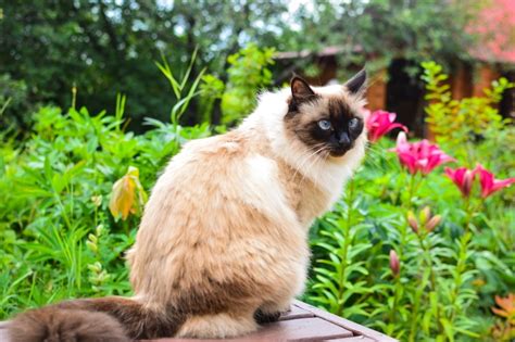 Balinese Cat Info Pictures Temperament And Traits Pet Keen