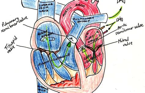 RR Content: The Circulatory System