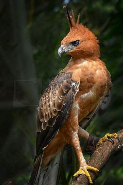 Javan Hawk Eagle Nisaetus Bartelsi Endemic To Humid Tropical
