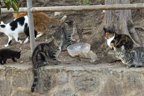 Why Words Matter ‘feral Cats Humanepro By The Humane Society Of The