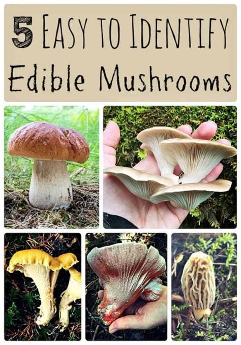 Easy To Identify Edible Mushrooms Info You Should Know
