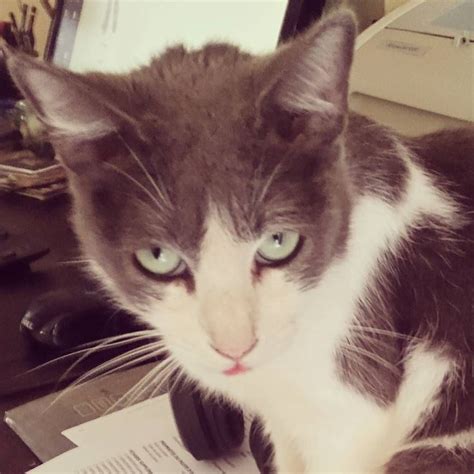 New questions are added and answers are changed. Mon chat est fatigué... My cat is bored too much work... # ...