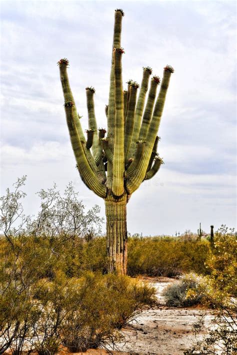 Saguaro Cactus Sonora Desert Arizona San Tan Mountains Stock Photo