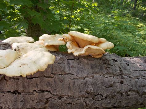 Upper Michigan Finds Mushroom Hunting And Identification