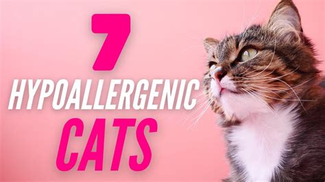 Hypoallergenic Cats For People With Allergies Youtube