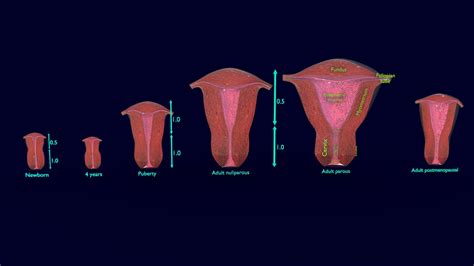 Uterus Different Stages Of Development Cut Label Buy Royalty Free D Model By Deepankar Parmar