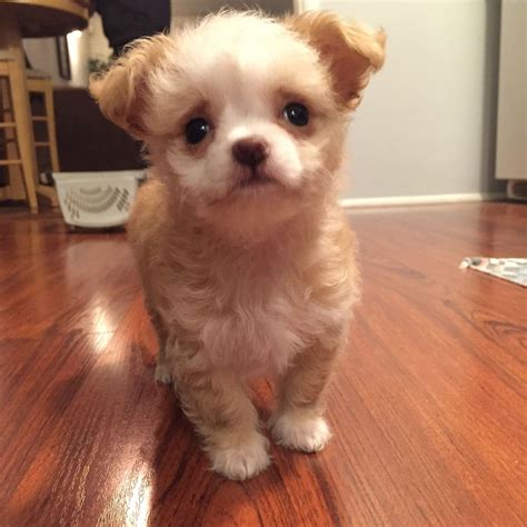 A Complete Guide To The Chihuahua Poodle Mix Everything You Need To
