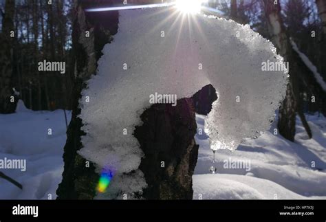 Melting Snow On A Birch Tree In The Sun Stock Photo Alamy